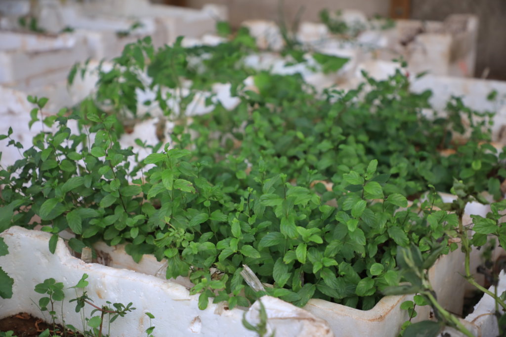 Organic rooftops farm in Palestinian Refugee Camps