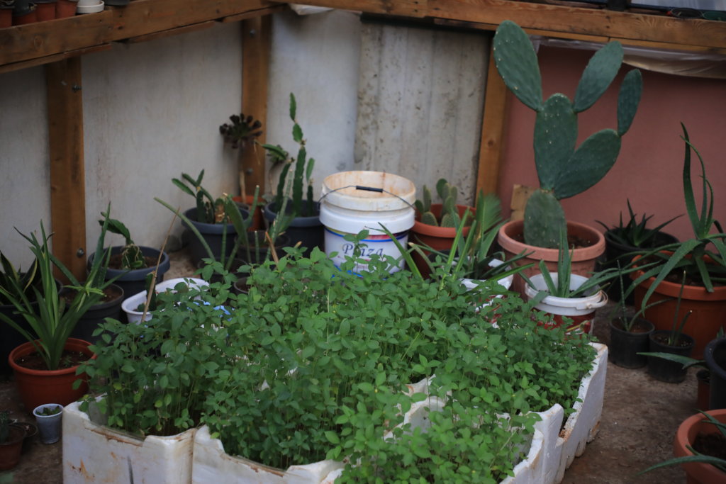 Organic rooftops farm in Palestinian Refugee Camps