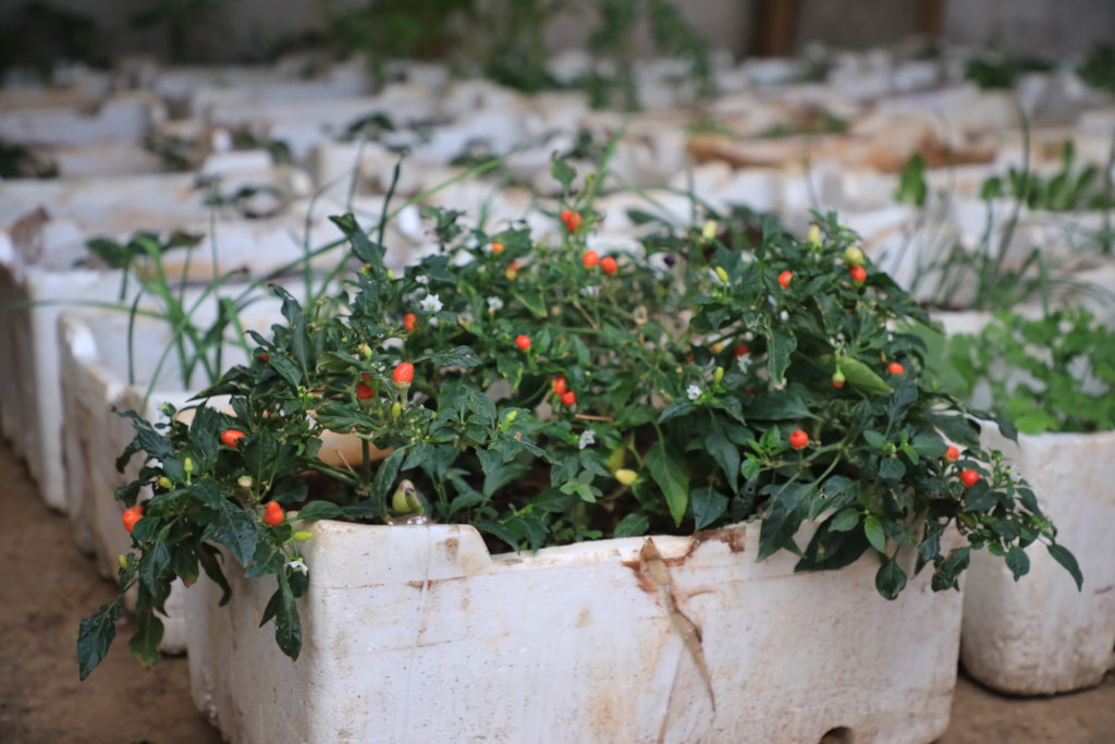 Organic rooftops farm in Palestinian Refugee Camps