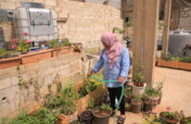 Organic rooftops farm in Palestinian Refugee Camps
