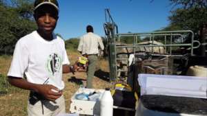 Cattle Veterinary Care