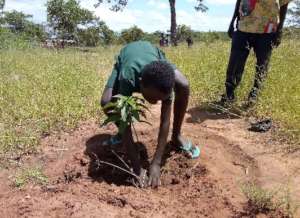 Planting Fruit Trees