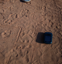 Lion tracks