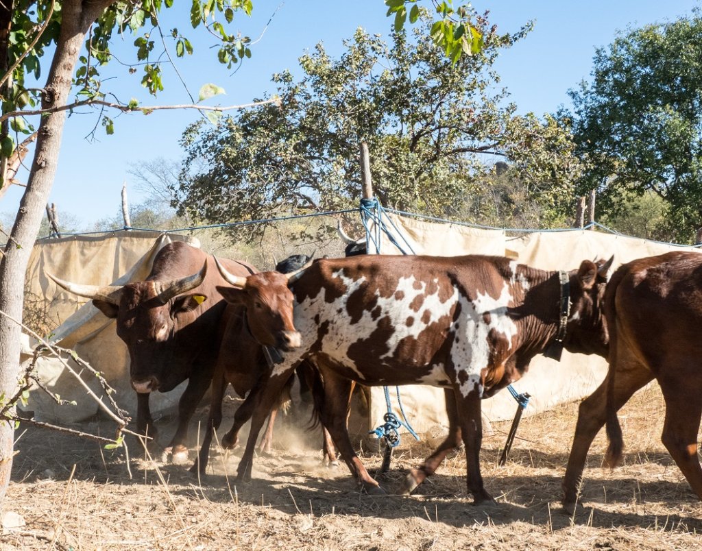 Improving Human-Wildlife Coexistence in Mola