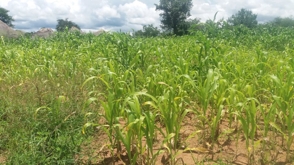 Improving Human-Wildlife Coexistence in Mola