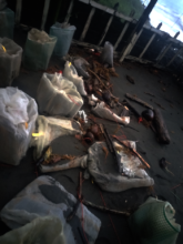 Damage to the hatchery