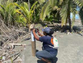 marking the beach ready for nesting season