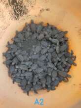 hatching turtle nest