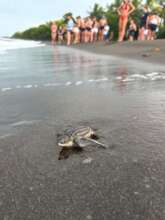releasing a leatherback baby