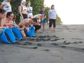 Hatchling release