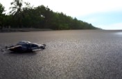 Improve conditions for our sea turtle heroes