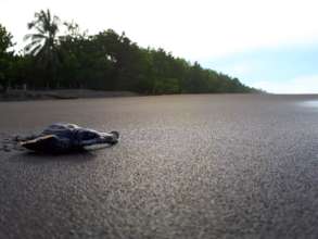 Improve conditions for our sea turtle heroes