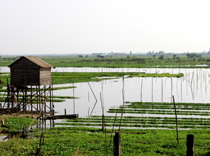 Countryside in Cambodia