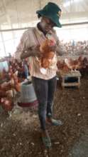 Eva managing the poultry.