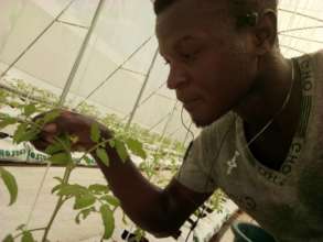 Richmond's greenhouse work.