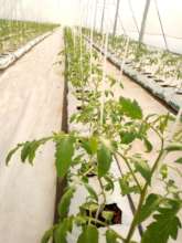 Richmond's greenhouse project.