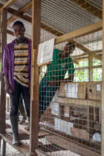 Rearing rabbits as a business