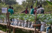 Develop Young Agribusiness Entrepreneurs in Ghana