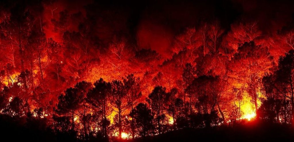 Reforestation campaign