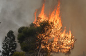 Reforestation campaign