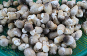 Help 5 Cambodian families to set up mushroom farms