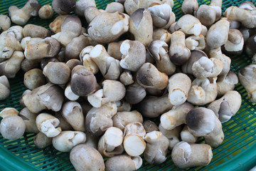 Help 5 Cambodian families to set up mushroom farms