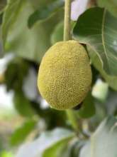 A young breadfruit tree