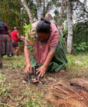 Planting a young fruit tree last year in Guatemala