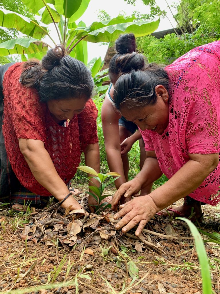 Planting fruit trees for Guatemalan families