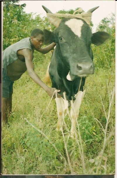 Provide goats and hens to 100 widows and orphans
