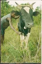 Youths supported with heifer for income.