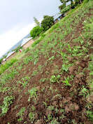 Planted cereal plants hampered by lack of rain