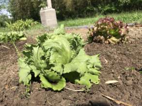 Successfully grown lettuce, waiting for harvest!