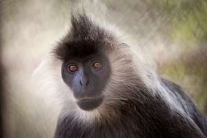 An Endangered Silvered Langur