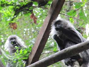 Waiting for the other female langur to come out