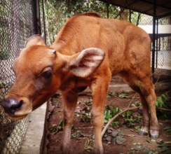 Baby Gaur Recovering at PTWRC