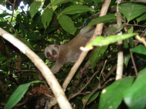 Slow loris thriving after release