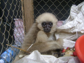 Illegal wildlife trade orphans hundred of babies