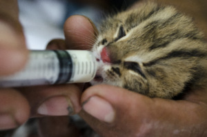 Hand Reared Leopard Cat Kitten