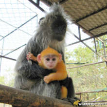 Endangered silver langur breeding program