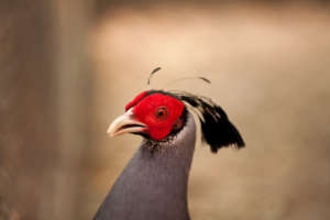 Siamese Fireback