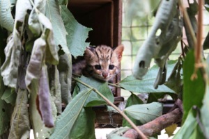 Kitten at Phnom Tamao Wildlife Rescue Center