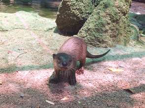 Baby Smooth-coated Otter