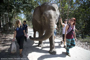 Lucky on her daily walk as Elephant Ambassador