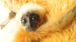 Endangered yellow-cheeked gibbon baby