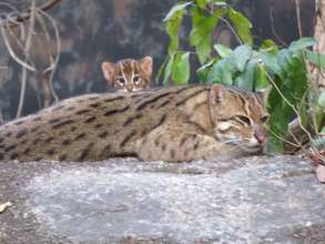 Endangered baby fishing cat born at the Center