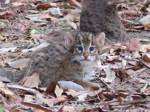 Curious little fishing cat kitten