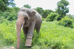 Chhouk showing off his new prosthesis!