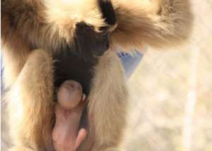 Endangered baby gibbon born at the Center