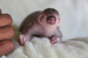 Baby pangolin ready to take on the world!